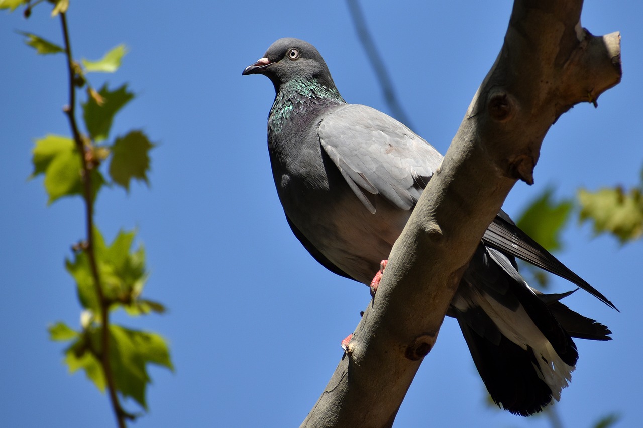 pigeon, dove, branch-6219098.jpg