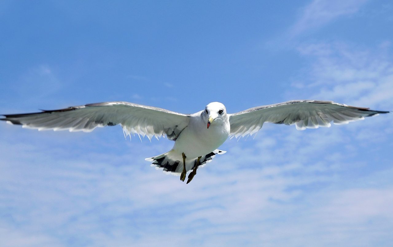 seagull, jeju island, udo-1684041.jpg